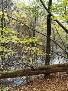 IMG_20201112_103431