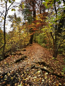 IMG_20201112_103806