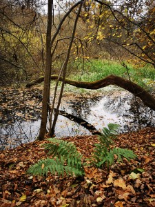 IMG_20201112_104011