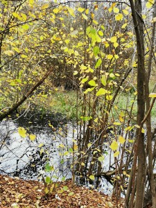 IMG_20201112_104836