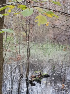 IMG_20201112_105655