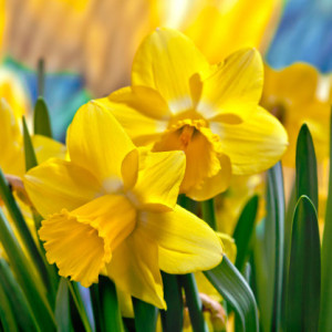 Narcis