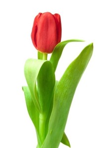 red tulip