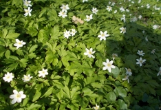 DSCN3381