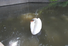DSCN3726