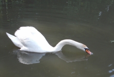 DSCN3729