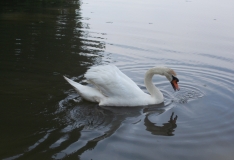 DSCN3730