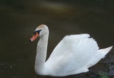 DSCN3731