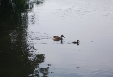 DSCN3733