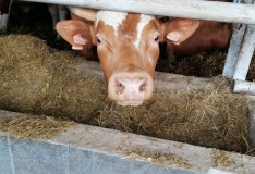 IMG_20210625_102154_1